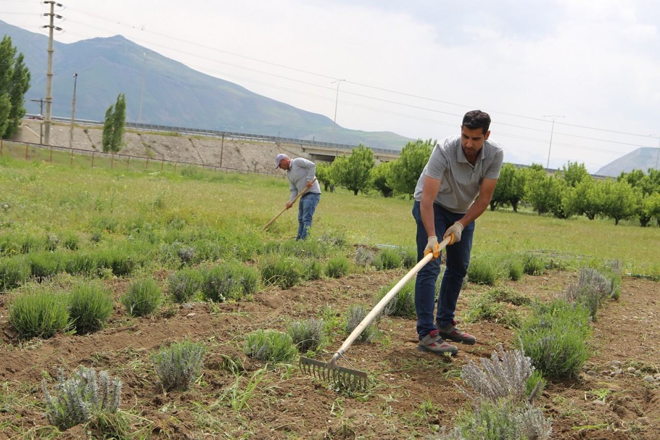 Belediyemiz tarafından dikimi yapılan Lavantaların dip çapası ve yabani ot temizliği yapılıyor.