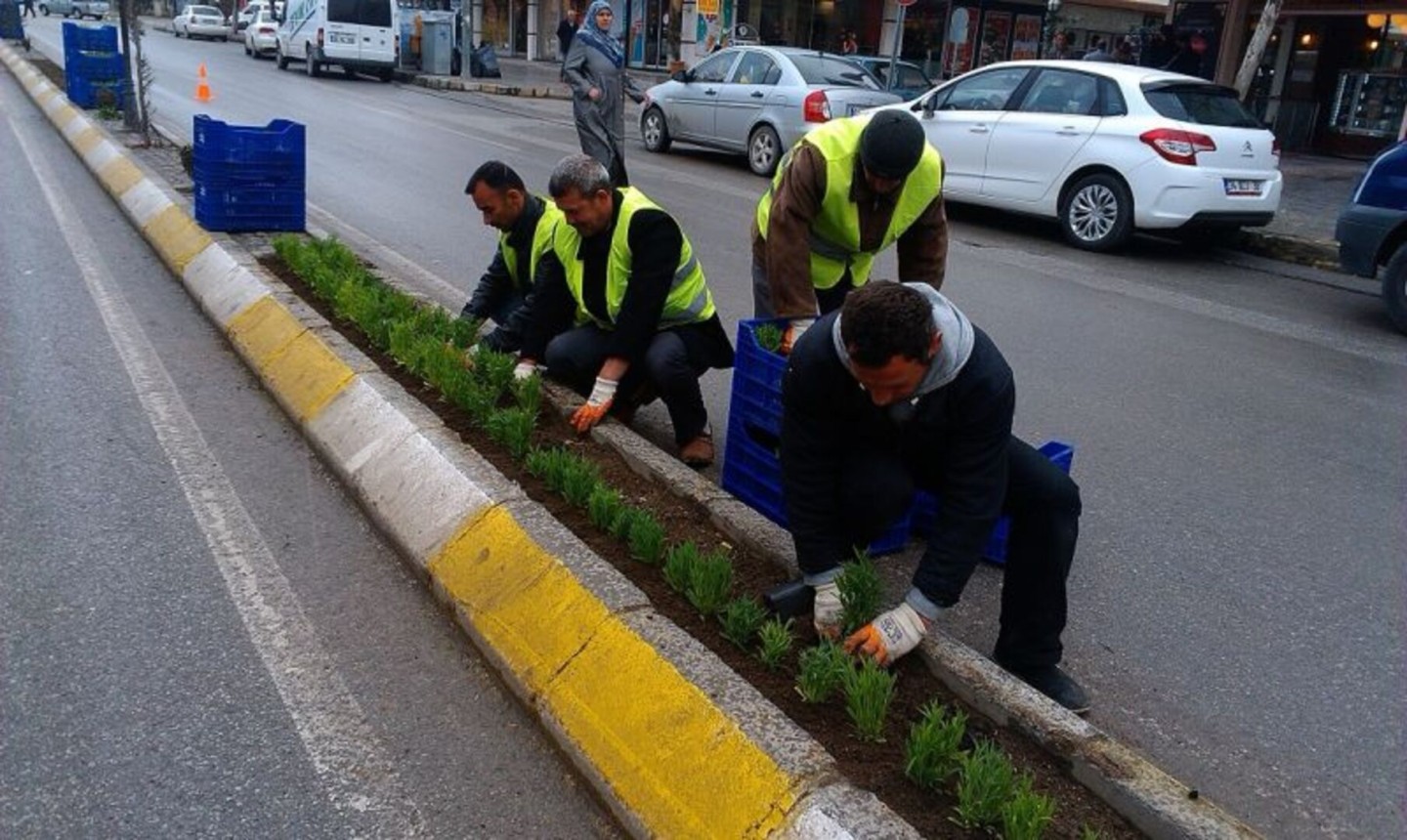 BİNLERCE ÇİÇEK TOPRAKLA BULUŞUYOR