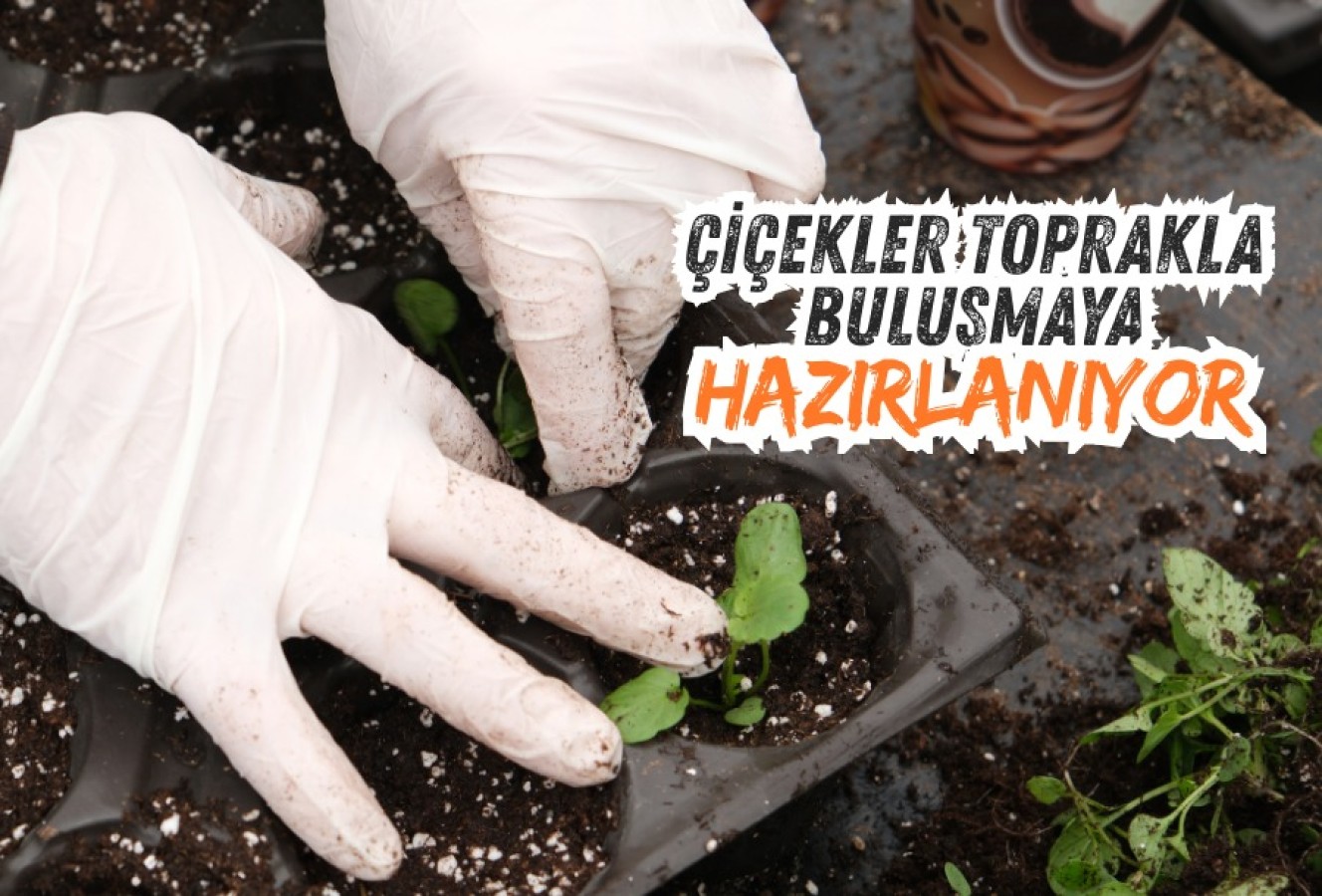 Çiçekler toprakla buluşmaya hazırlanıyor
