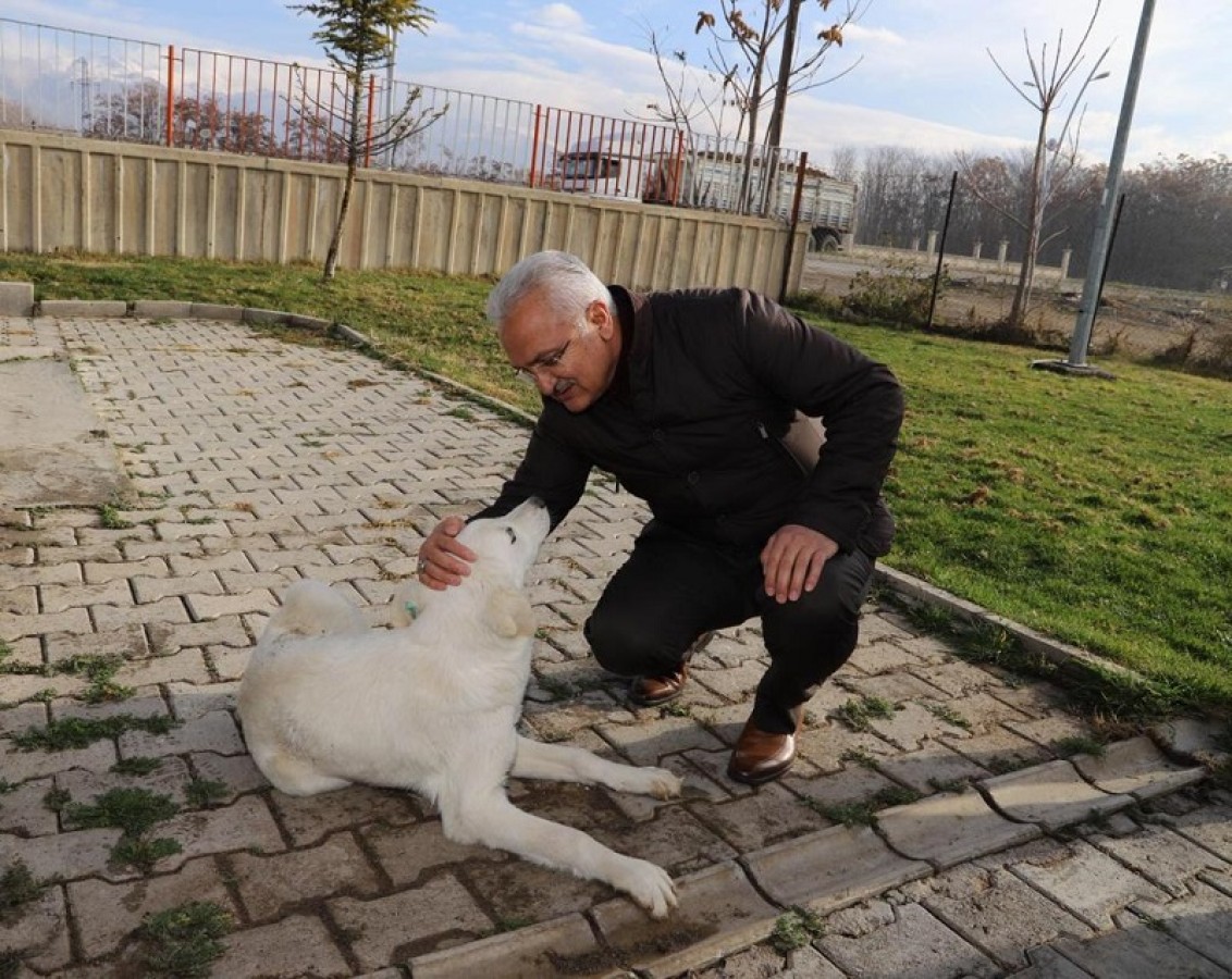 Erzincan Belediye Başkanı Cemalettin Başsoy Hayvan Bakım Evi’ni denetledi. 