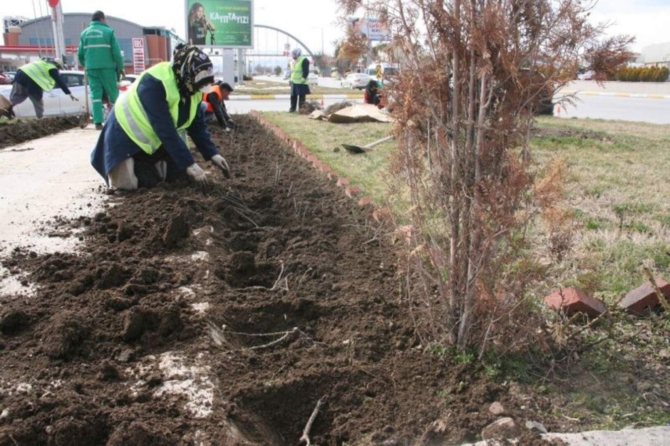 Erzincan Belediyesi, kent merkezinde bulanan refüj, kaldırım ve parklara çiçek dikimi çalışmaları devam ediyor.