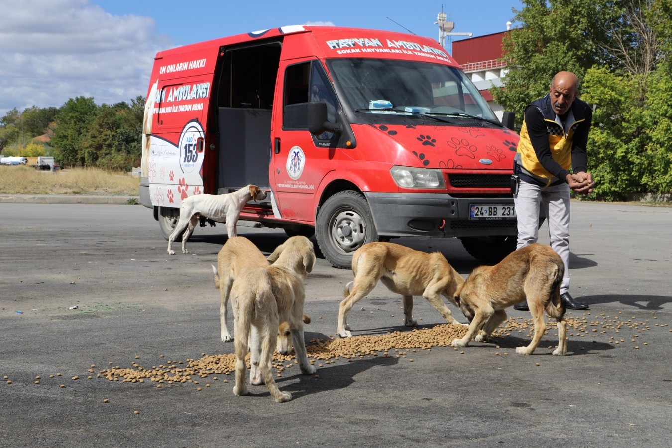 Erzincan Belediyesi sokak hayvanları için besleme çalışması yaptı