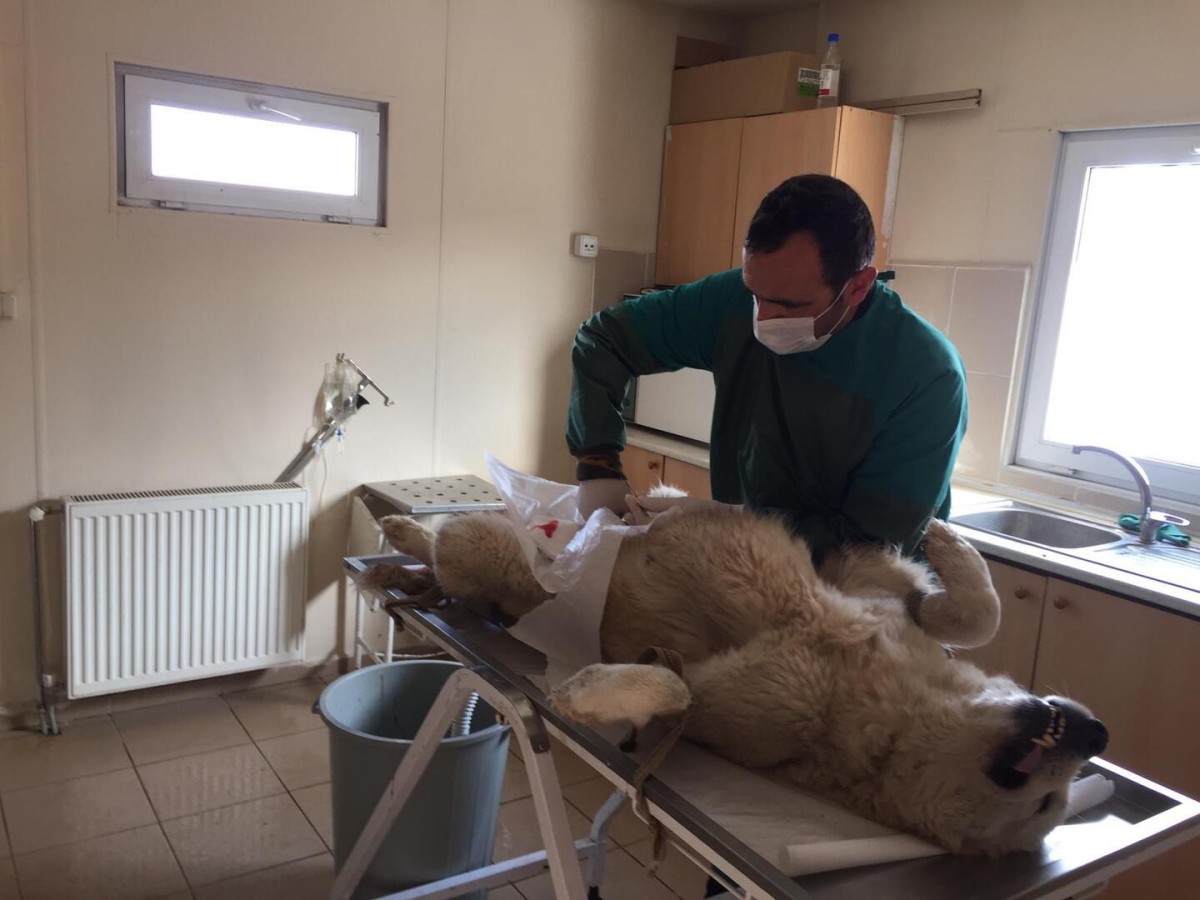Erzincan Belediyesi Sokak Hayvanlarına Sahip Çıkmaya Devam Ediyor