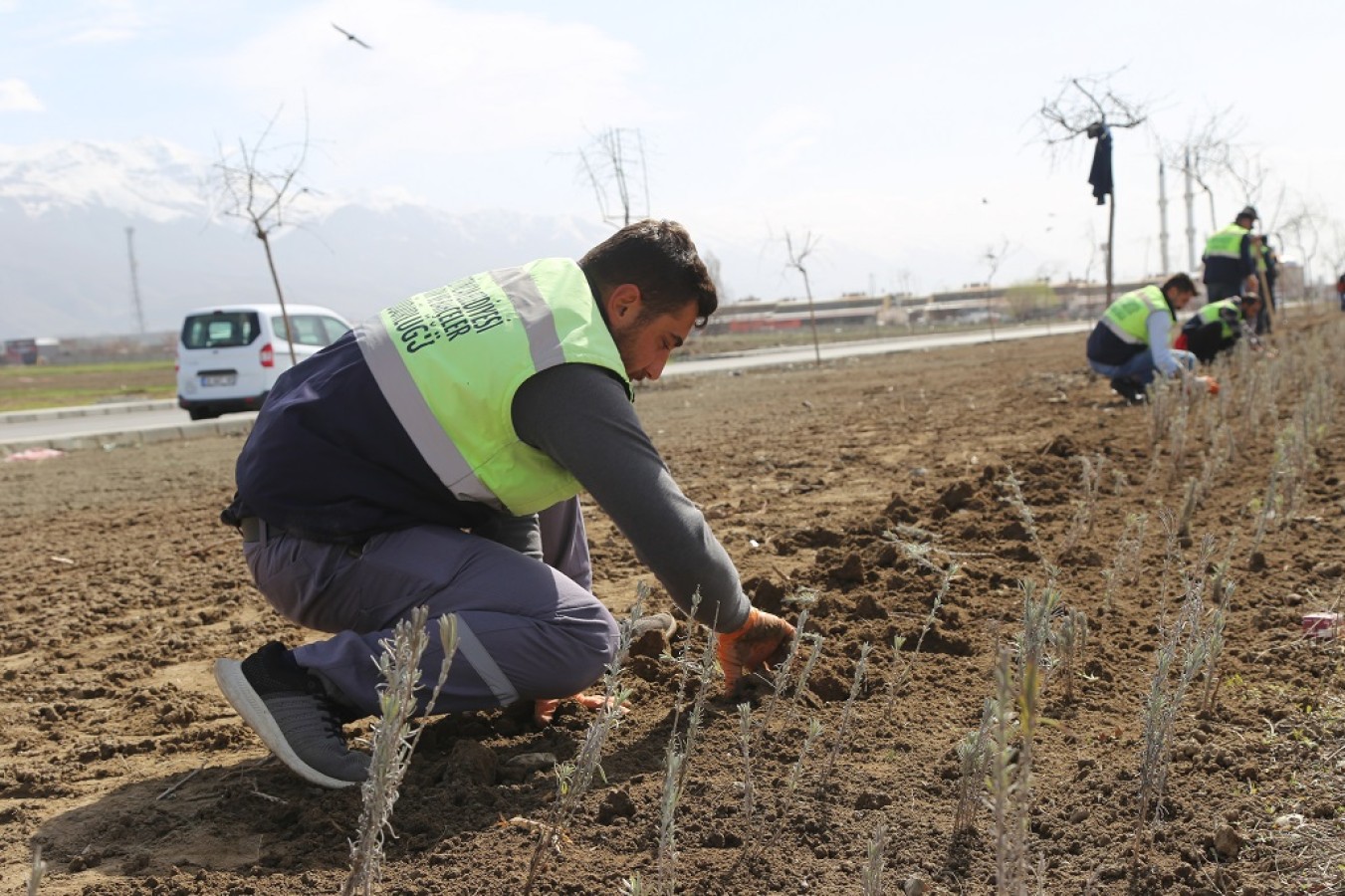Erzincan Lavanta ile donatılıyor