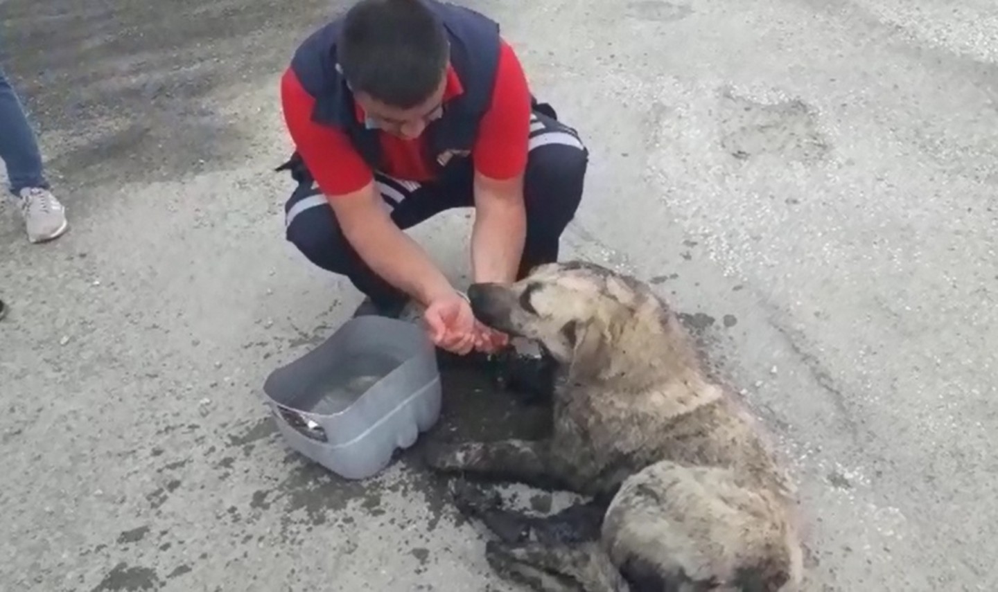 Zifte yapışan köpek itfaiye ekiplerimizce kurtarıldı